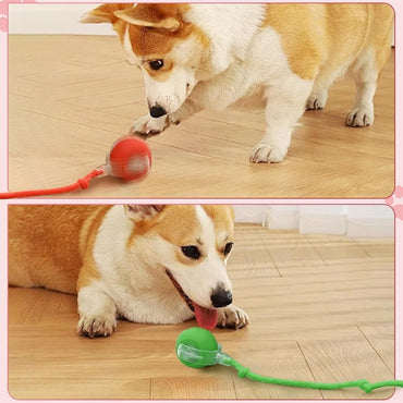 Rolling Ball Toy for Pets